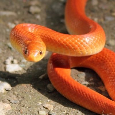 You KNEW he was a snake before you let him in 🤮