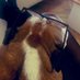 LordPuppyLawyer (@lawyer_lord) Twitter profile photo LordPuppyLawyer (@lawyer_lord) Twitter profile photo