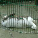 Peter Mellor - @Freddyell - Twitter