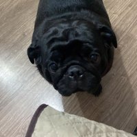 Amora! (@leonasense) 's Twitter Profile