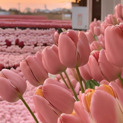 fatmassa2's profile picture. 