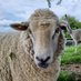 Leonie Byrne (@shepherdpantry1) Twitter profile photo Leonie Byrne (@shepherdpantry1) Twitter profile photo