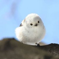 ぅドン (@udon_umeshu) 's Twitter Profile