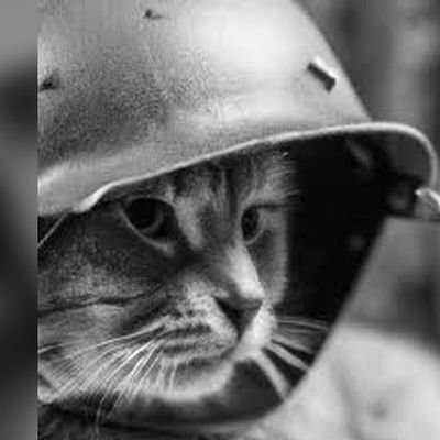 @gatocorajudo