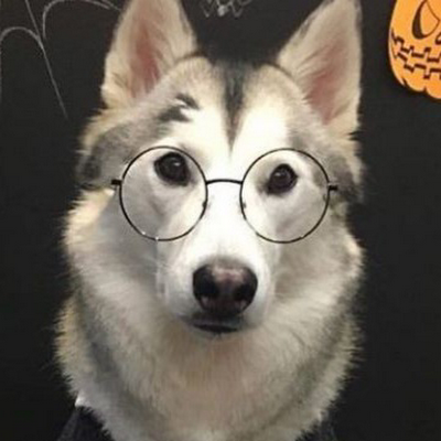 Puggogrr's profile picture. 