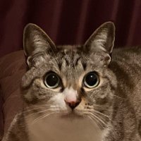ふく村🐱 (@fukudayo7) 's Twitter Profile