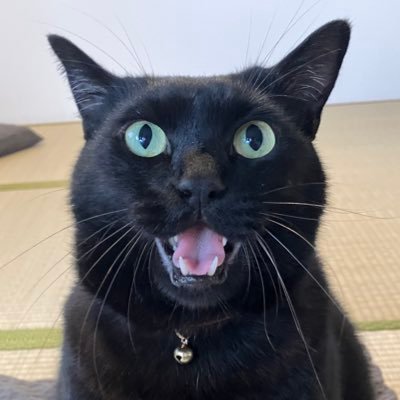 名前はルドルフ(♂5歳)です。ルーと呼んでください。 平日20時にYouTubeショート動画を投稿しています。