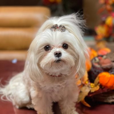 Nana1031Crochet's profile picture. 