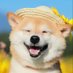 Pet Paradise (@petpeetlover) Twitter profile photo Pet Paradise (@petpeetlover) Twitter profile photo
