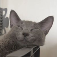 머스크 (@lobigili) 's Twitter Profile