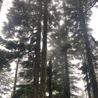 Victoria Scholl (@scholl_victoria) 's Twitter Profile