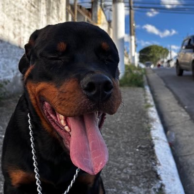 marujo especializado em climatização e refrigeração, atualmente cinófilo