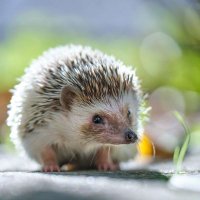 みー (@nwpctetmed37003) 's Twitter Profile Photo