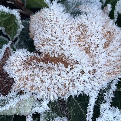 SupriyaaT's profile picture. Software Engineer