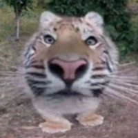 🍀Скальд быдло бэггинс (@skald_mann) 's Twitter Profile