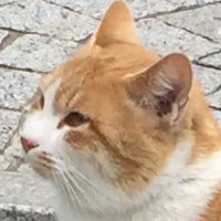 三月猫@うたた寝中 (@madteaparty2011) Twitter profile photo