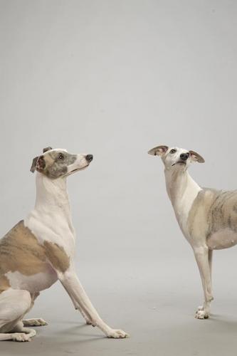 Dietista-nutricionista, tecnóloga de alimentos, enseñando en FCS @UNEATLANTICO, mamá, whippet lover, escritora, fotógrafa, apasionada, en resumen, complicada ;)