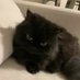 cat lover sofia (@kitsunee75) Twitter profile photo cat lover sofia (@kitsunee75) Twitter profile photo