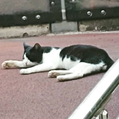 chima_ho's profile picture. 