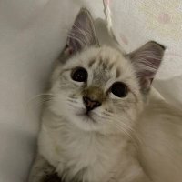 Lau (@itslychee__) 's Twitter Profile