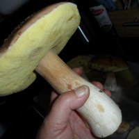 Murmel (@murmel1964) 's Twitter Profile