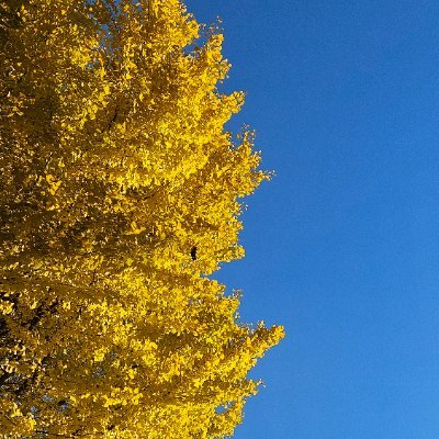 RTしてたらROM専ではないか…
