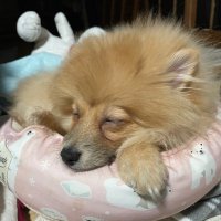 小鉄 (@oresama_kotetu) 's Twitter Profile