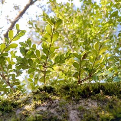 大好きな地元のお山で植物の魅力に見事にはまってしまいました🤭
いつも癒やしてくれて、元気や楽しみをくれてありがとう(*´ω`*)🌼
今はお山に登れないけど、いつか地元のお山の植物たちをもっとたくさん知りたい🙌✨
放置してますが、勉強🌳は頑張ってますよᕙ (° ~ ° ~)