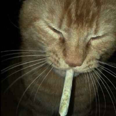 TerpZzi's profile picture. | PNW 🌲 ☔ | Budtender | The Highest Shelf |