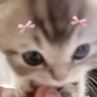 Runkittyrun (@reallifeplease) 's Twitter Profile Photo Runkittyrun (@reallifeplease) 's Twitter Profile Photo