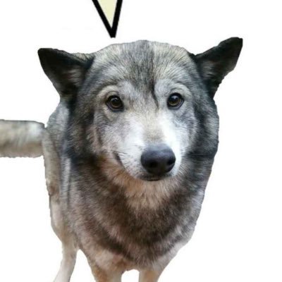 Dragonwolfさんのプロフィール画像
