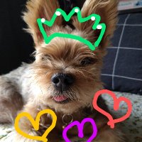 taka　🐶🌈 (@mittu_32) 's Twitter Profile Photo