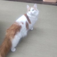 ぁむ🐈 (@ocpxbstnur3277) Twitter profile photo