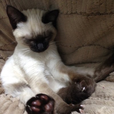 W804OzKJQS64451's profile picture. ゲーム大好きのくみくみです！最近は風来のシレン6にハマってます！ 公式パラレル19位！like、FFシリーズ特に5.6.7.10あたり スマブラ シレン6 ロマサガ2 ff14(若葉) Acid Black Cherryガチ勢です！ゲーム好きとteamABCはフォロバするよ！