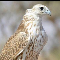 صقر الأعالي TOP FALCON (@moottab3) 's Twitter Profile