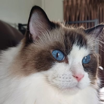 ‘𝐁𝟒’🫧 ૮ ´◞ ˕ ◟` ა Nienie is looking at you! 🐱さんのプロフィール画像