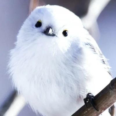 十代の頃から明菜さんのファン😋明菜さんライブや楽曲、歌声に愛する自分でもあります。もちろん明菜さんの人柄も大好きです🥰ALDEA村民⭐水族館🐧&動物園も好き🦒お寿司好き🍣