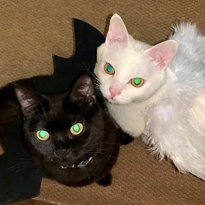 5207161ys_yi's profile picture. 