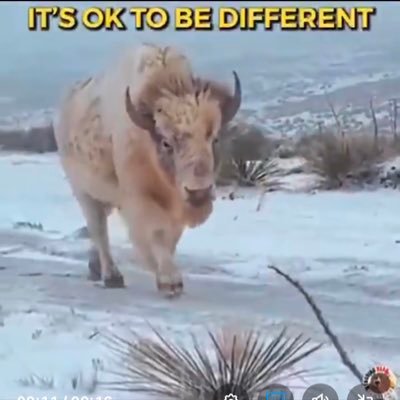 ICE9311's profile picture. 