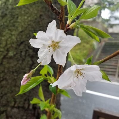東京都大田区に在る桜坂🌸春はたくさんの人で賑わうこの場所も、普段はとても静かな住宅地🌸不定期ですが桜坂の魅力をお届けしています🌸写真はご自由に保存して下さい🌸いいね、リポスト、フォローありがとうございます!励みになります🌸