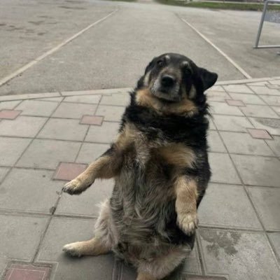 Thehoof34's profile picture. I’m just here