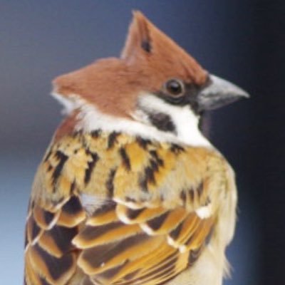 kasousekai25's profile picture. crypto