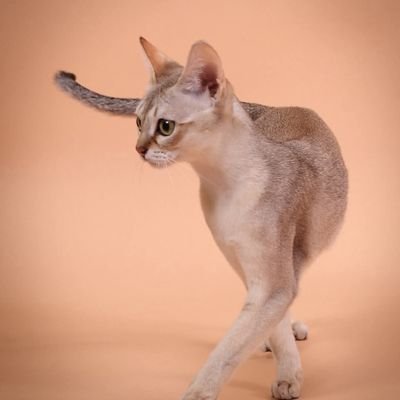 GeorgianaPantus's profile picture. 