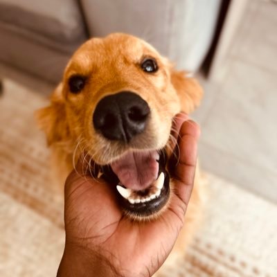 BillyKutah's profile picture. Techie | A True Blue @chelseafc | https://t.co/nmn27n9mUT | Kutana
