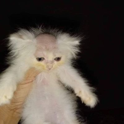 Pablo94474971's profile picture. adoro mamar e adoro ser mamado 
sou de Teresina 

sonho: mamar o Diego mineiro