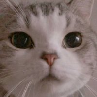 基地门口的猫 (@catsscatscat) 's Twitter Profile
