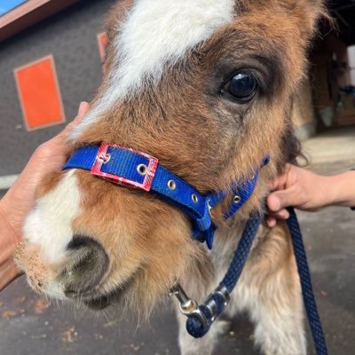 大井競馬場付属、小林牧場内にあるクリニック。
競走馬の診察・治療、乗馬クラブや牧場への往診などを行っております。
https://t.co/TmxkGsxESN