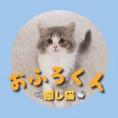 2024年10月14日産まれ、長足ミヌエットの《おふろ》くん、人間のお膝の上で休息します、甘えん坊な男の子💓みなさんに癒しを🐈......【YouTube開設に向け準備中】 ぜひフォローして、楽しみにお待ちいただけたら嬉しいです♪