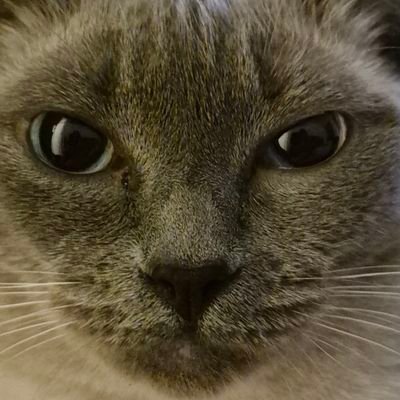 Acemasonsplace's profile picture. 