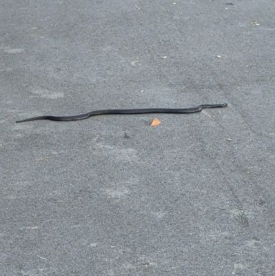 anisha0815's profile picture. 